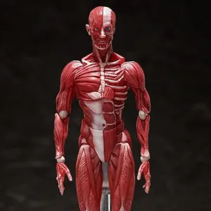 Reptile Figure highly recommended [Backorder] Figma SP-142 Human Anatomical Model