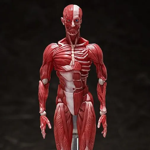 Reptile Figure highly recommended [Backorder] Figma SP-142 Human Anatomical Model